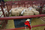 First prize pen of North Cheviot Lambs